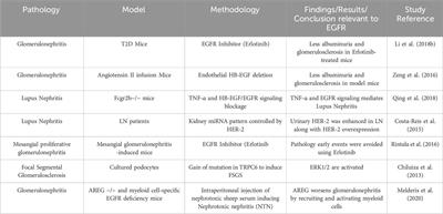 Targeting the epidermal growth factor receptor (EGFR/ErbB) for the potential treatment of renal pathologies